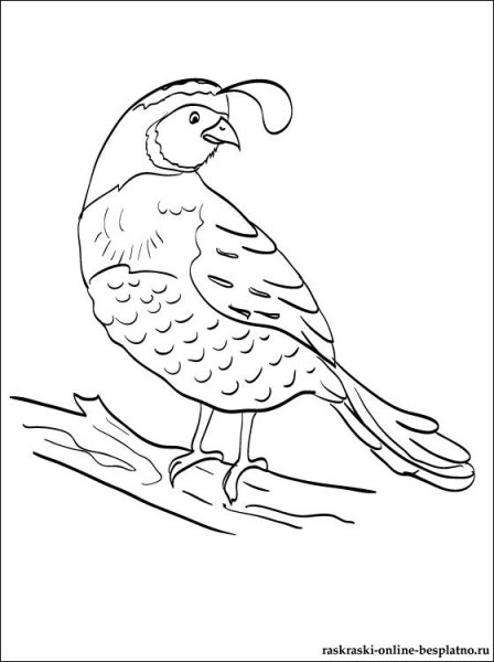 Перепелка раскраска