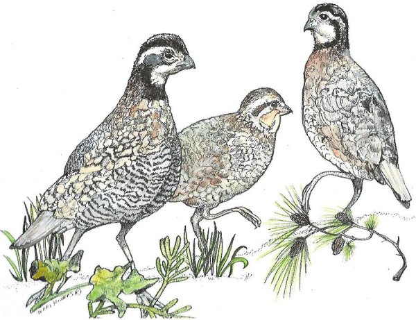 Перепел карандашом