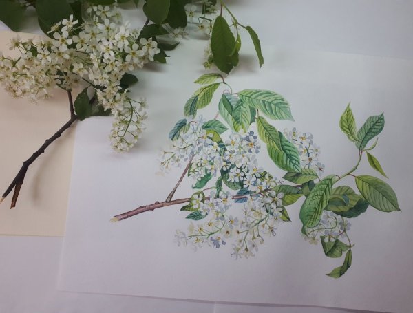 Рисование черемухи