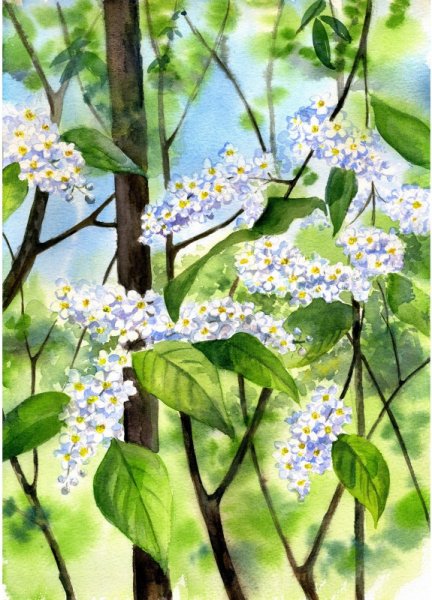 Есенин черемуха картина