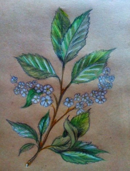 Черёмуха раскраска дерева