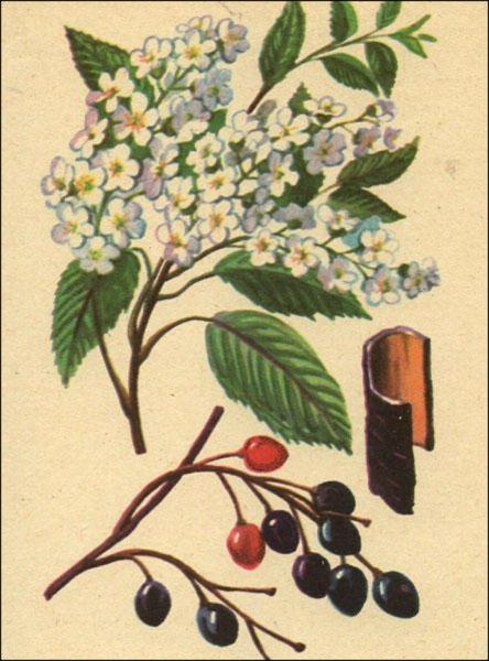 Черемуха дерево для детей