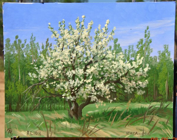 Иллюстрация черемуха