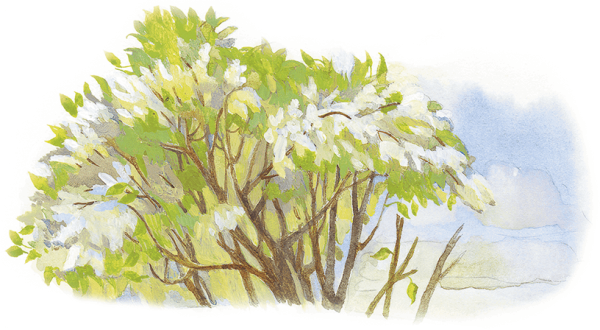 Картина Есенина черемуха