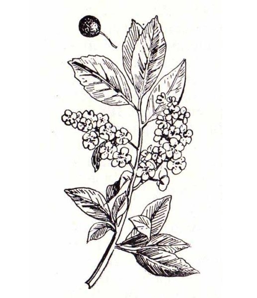 Черемуха обыкновенная схема