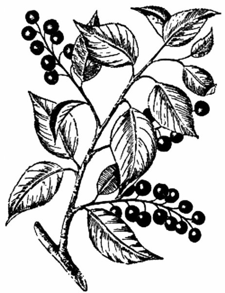 Сирень раскраска