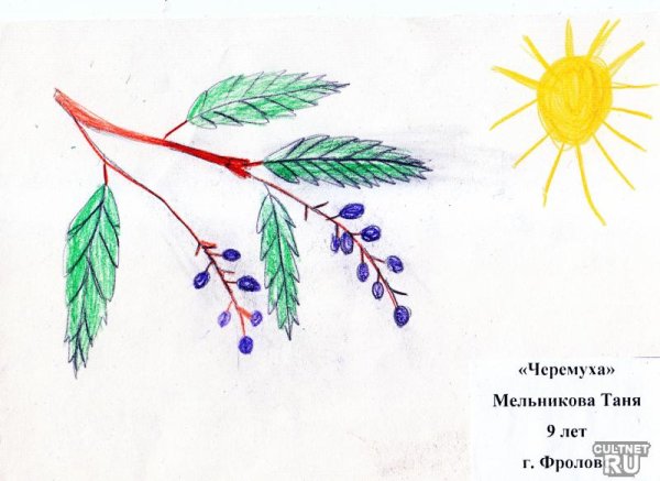 Черемуха рисунок