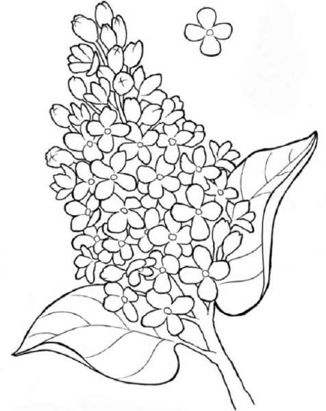 Иллюстрация черемуха душистая