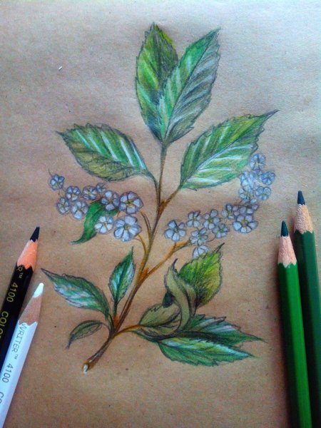 Рисуем черемуху с детьми