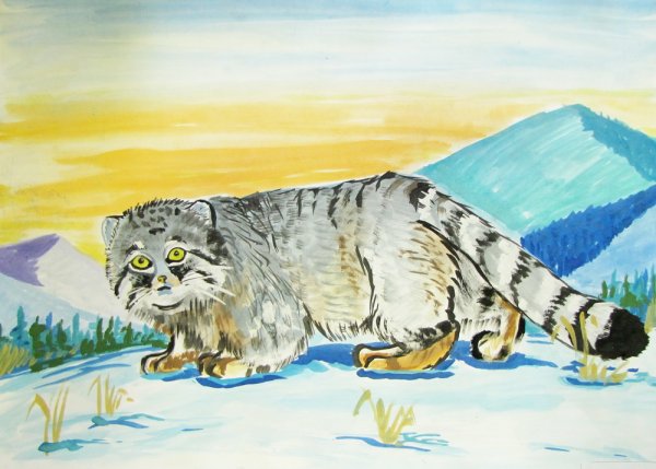 Кот Манул Забайкальского края рисунок