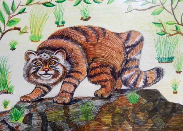 Манул рисунок