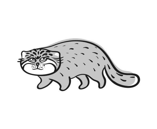 Дикий кот Манул раскраска
