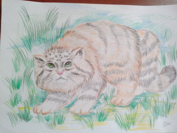 Манул Забайкальский карандаш