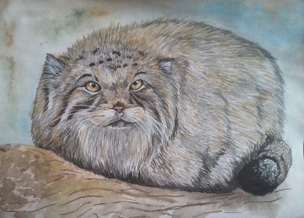 Кот Манул черно белый