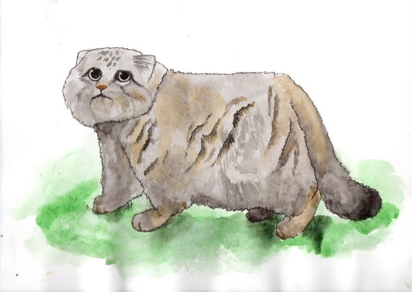 Манул рисунок