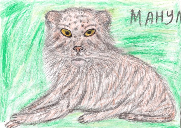Манул карандашом