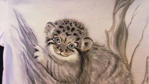 Манул рисунок