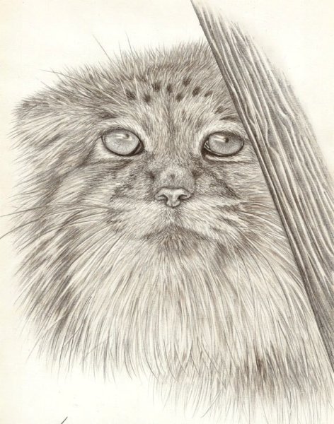 Кот Манул рисунок