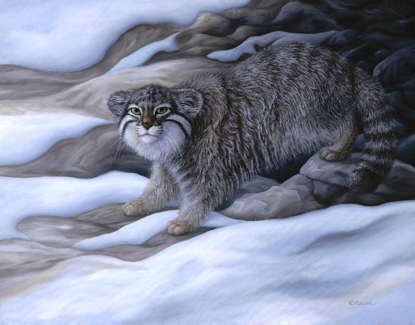 Кот Манул арт