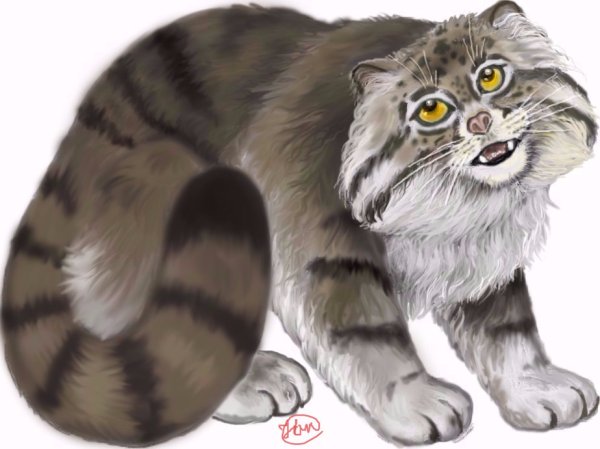 Манул картинка для детей