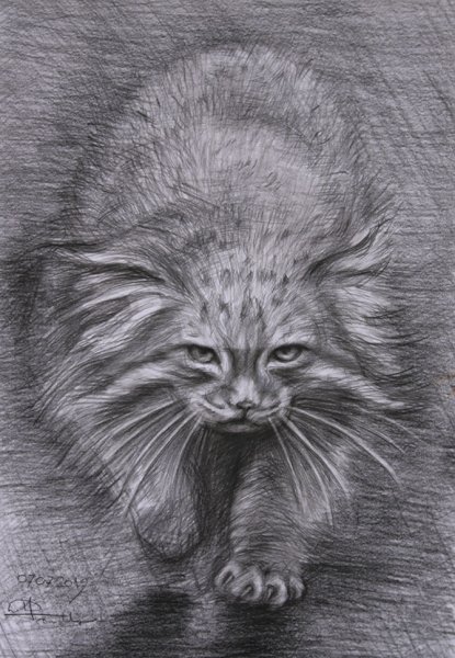 Манул рисунок