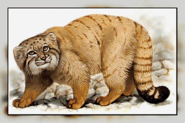 Манул нарисовать