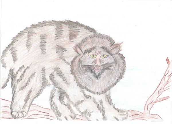 Кот Манул рисунок