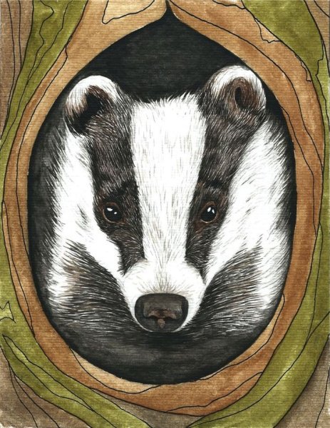 Барсук морда