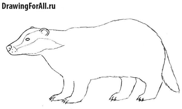 Барсук поэтапное рисование