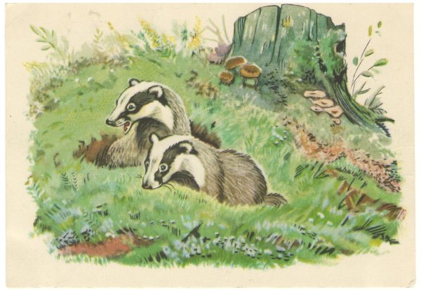 Два барсука Башкирская сказка