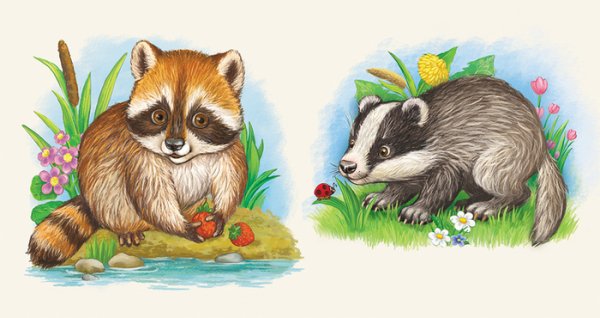 Барсук иллюстрация для детей
