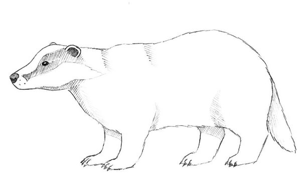 Барсук карандашом