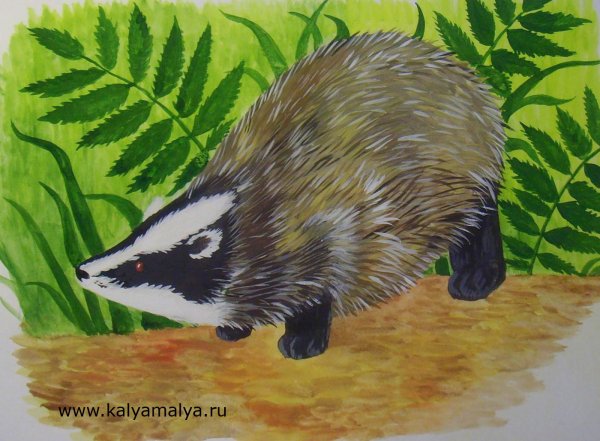 Барсук для детей