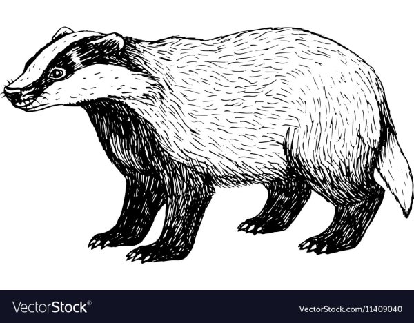 Барсук карандашом