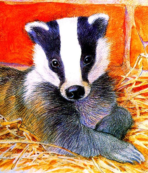 Барсук карандашом