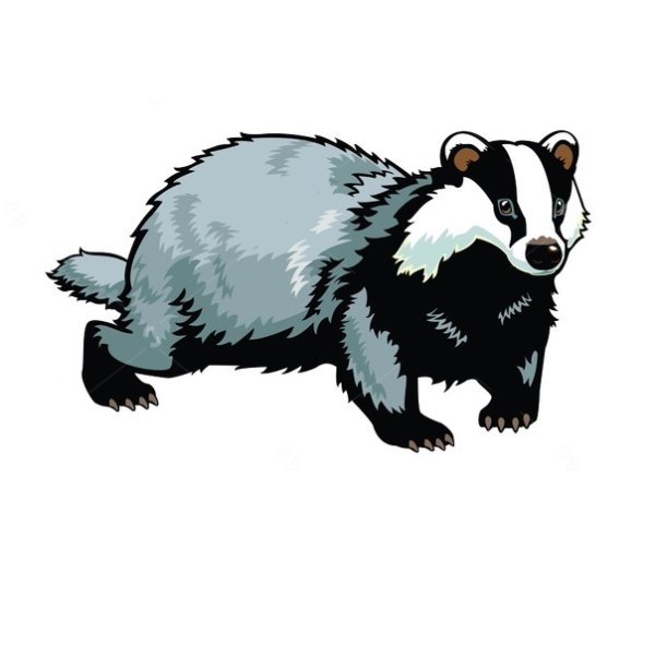 Барсук раскраска