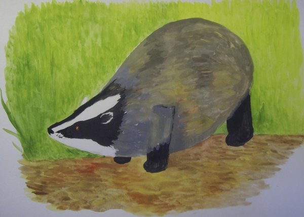 Барсук раскраска