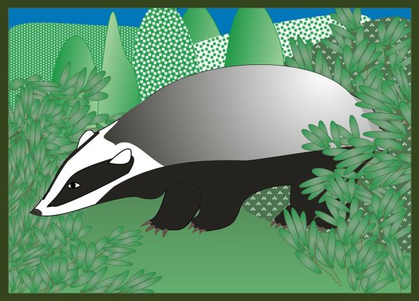 Барсук рисунок