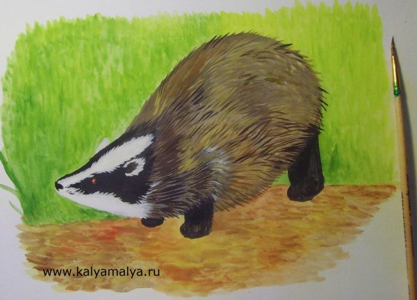 Барсук рисунок пошагово