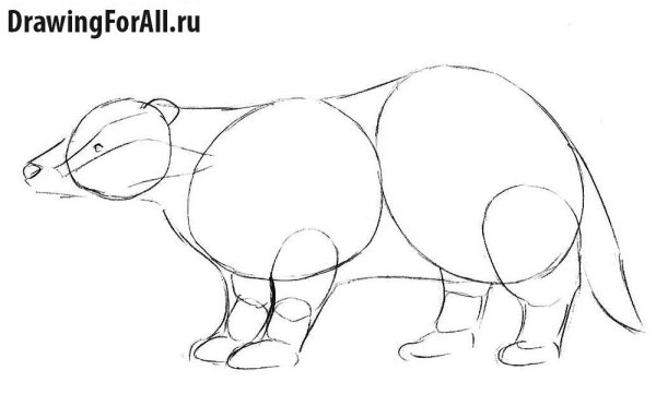 Барсук рисунок