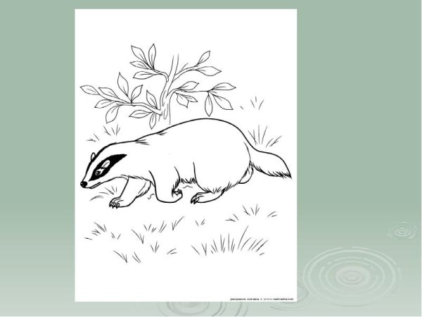 Барсук вектор