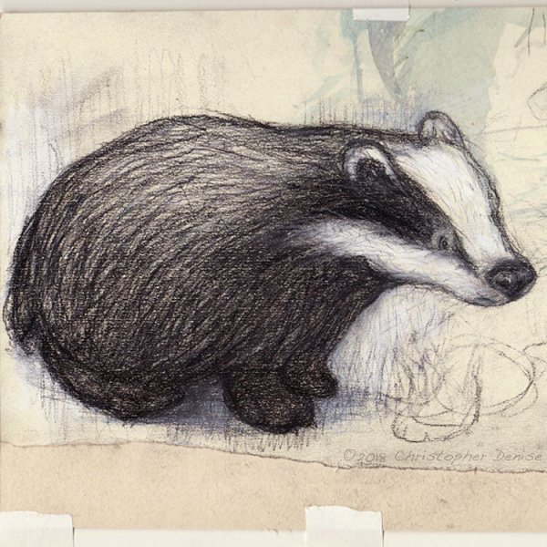 Пошаговый рисунок барсука