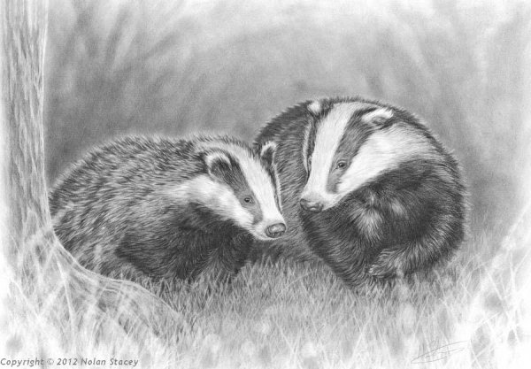 Барсук рисунок для детей