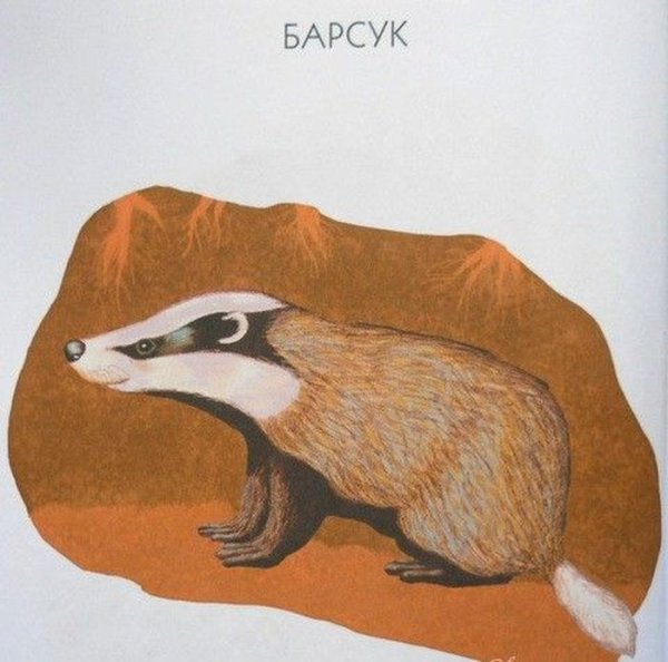 Нарисовать барсука