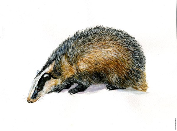 Барсук картина