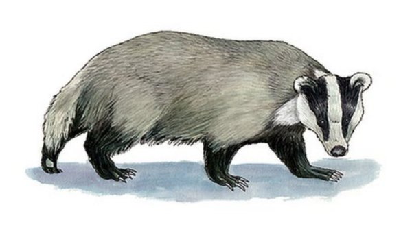 Барсук рисунок карандашом