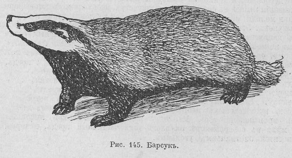 Иллюстрации к рассказу барсучий нос Паустовский