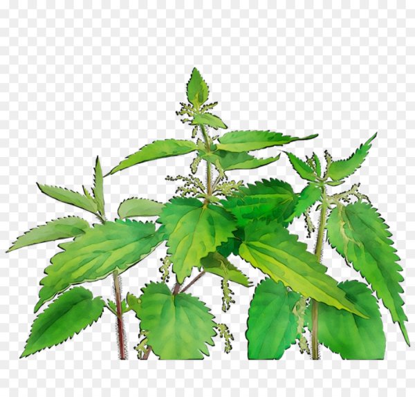 Крапива двудомная крапива коноплевая