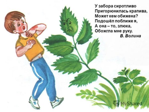 Крапива двудомная черно-белый