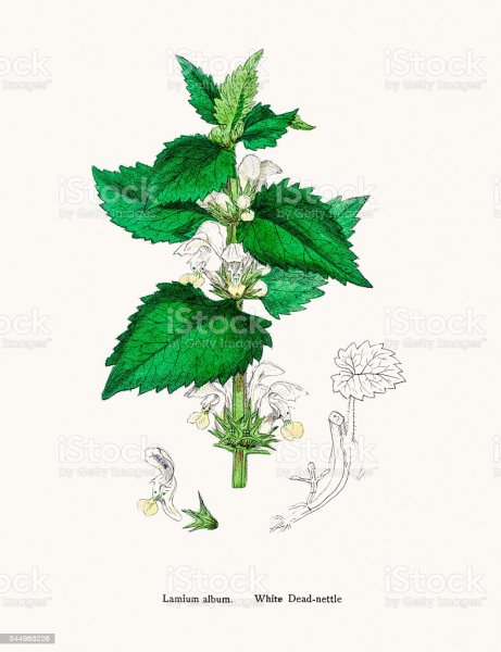 Крапива мультяшная